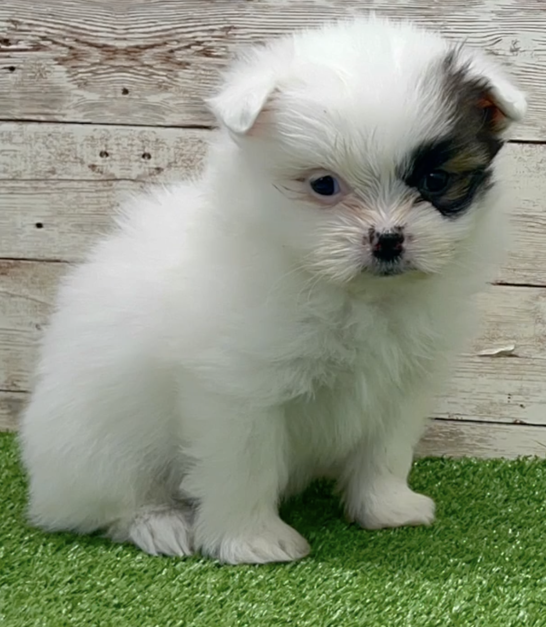 white shih pom puppy with a black marking